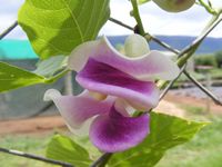 Vigna caracalla